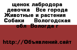 щенок лабродора девочка - Все города Животные и растения » Собаки   . Вологодская обл.,Вологда г.